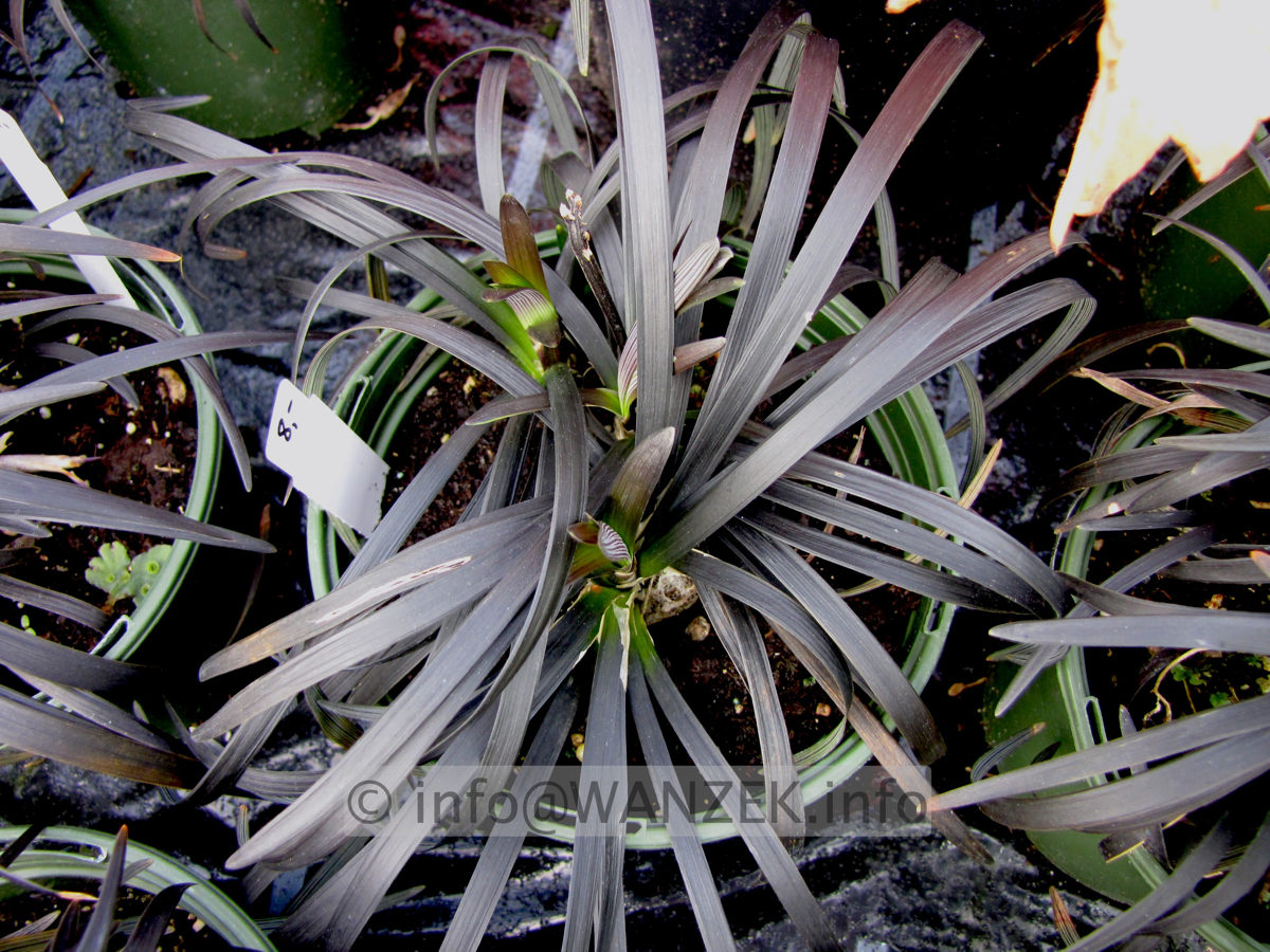Ophiopogon planiscapus Nigrescens 07.jpg